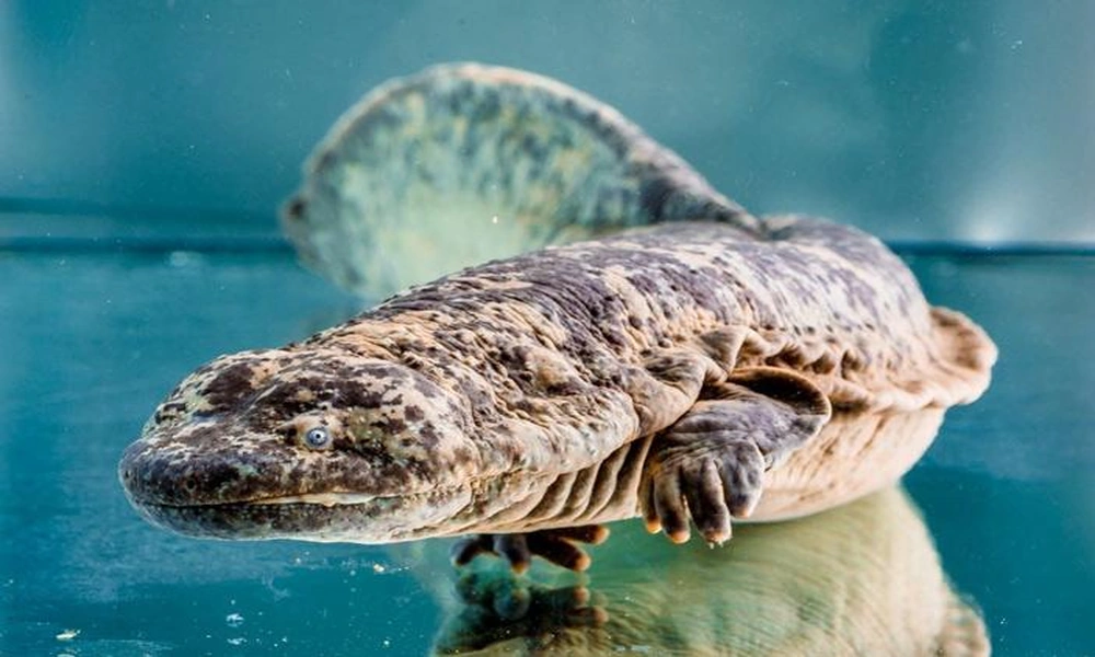 A large Chinese giant salamander resting underwater among rocks in a clear freshwater stream.