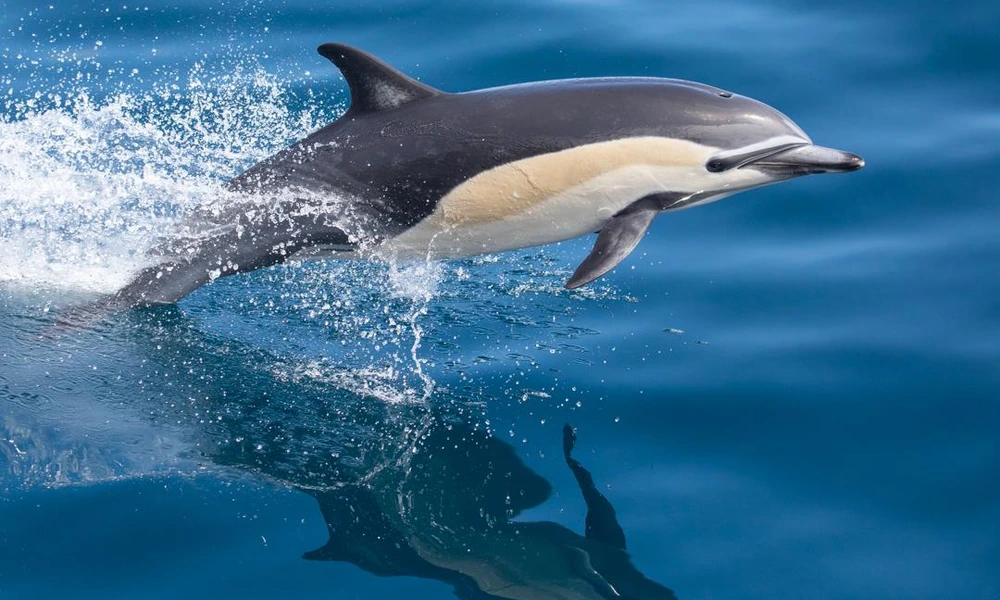 Dolphin swimming underwater in clear blue ocean water.