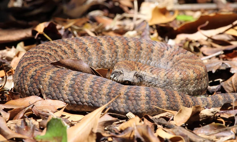 Common death adder lying camouflaged among leaf litter in Australia.