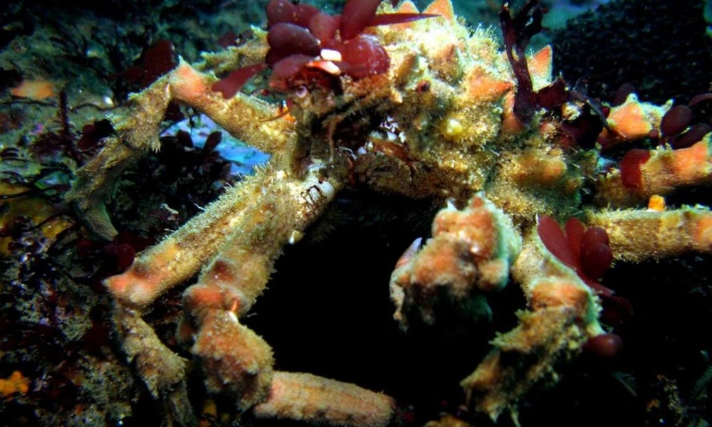 Decorator crab camouflaged with algae on a rocky seabed.