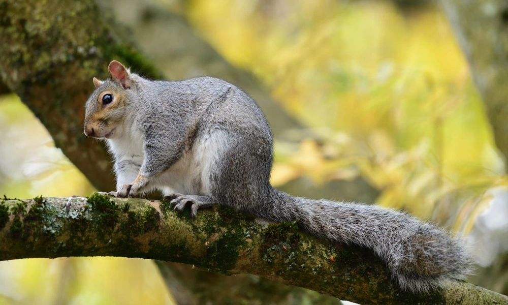 Eastern gray squirrel (Sciurus carolinensis) in a forest.