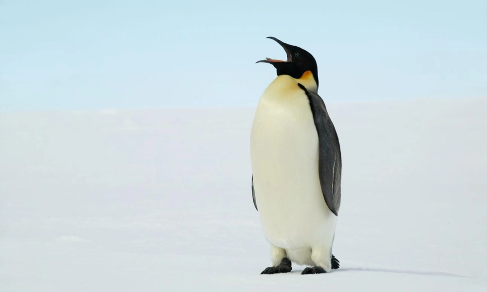 Emperor penguin (Aptenodytes forsteri) standing on Antarctic ice.