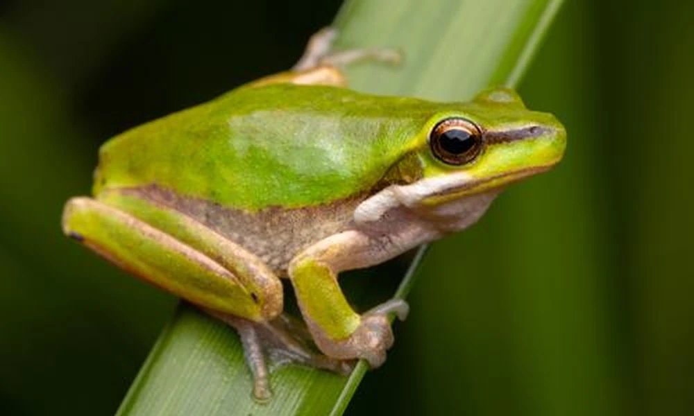 Eastern dwarf treefrog (Dryophytes ocularis) perched on a plant.