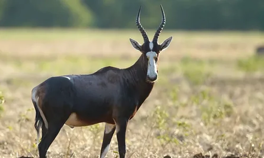 Blesbok antelope with a white blaze on its face and curved horns standing in a dry, open field.