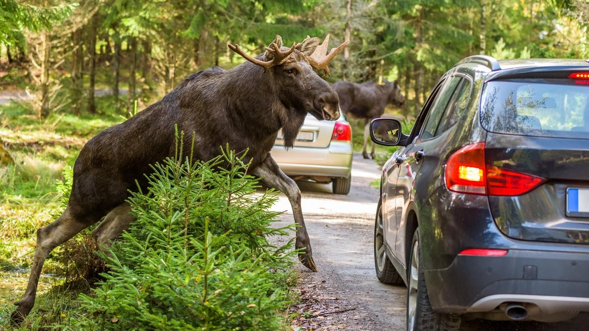 seasonal wildlife collisions