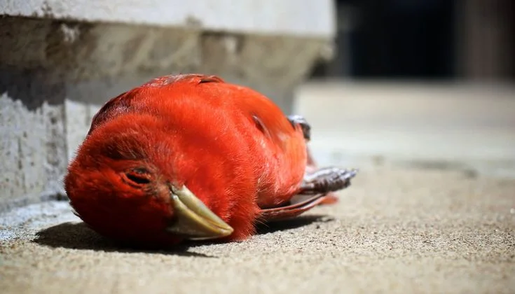 Which dead birds should be reported in Norway?