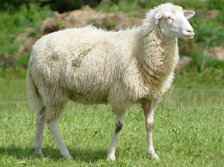 What is a radiobjelle sheep collar?