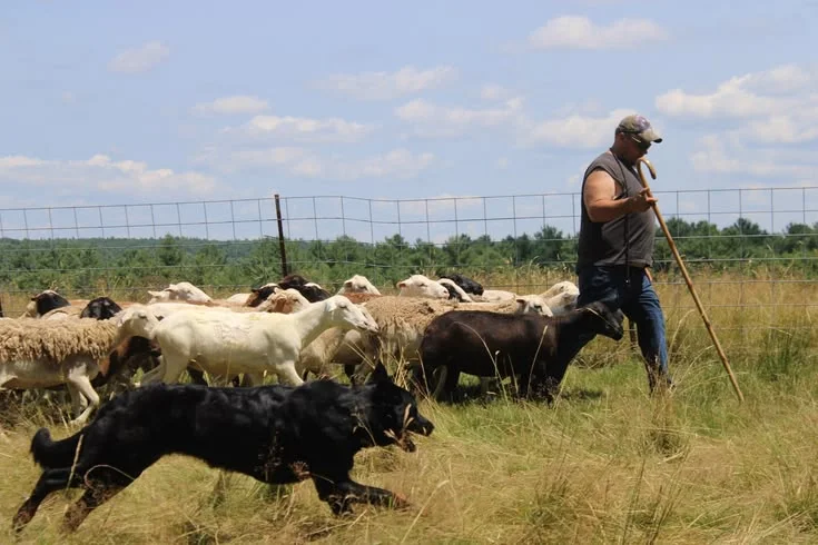 What does livestock supervision duty mean in Norway?