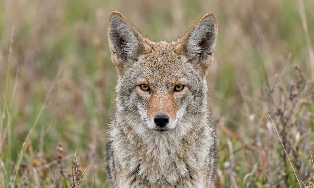 Coyote, a wild canine found across North America