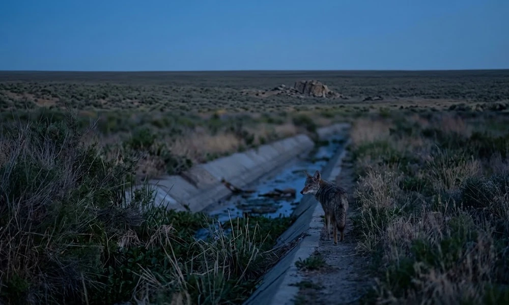 Coyote, a wild canine native to the open plains and deserts of North America