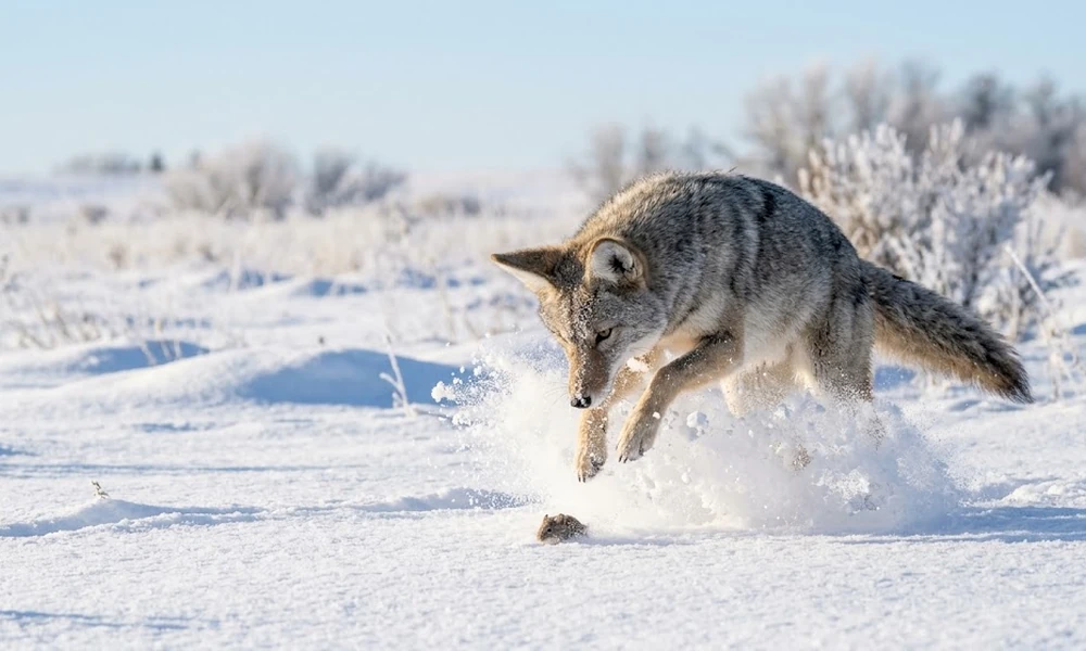 Coyote, a wild canine native to the snowy plains of North America