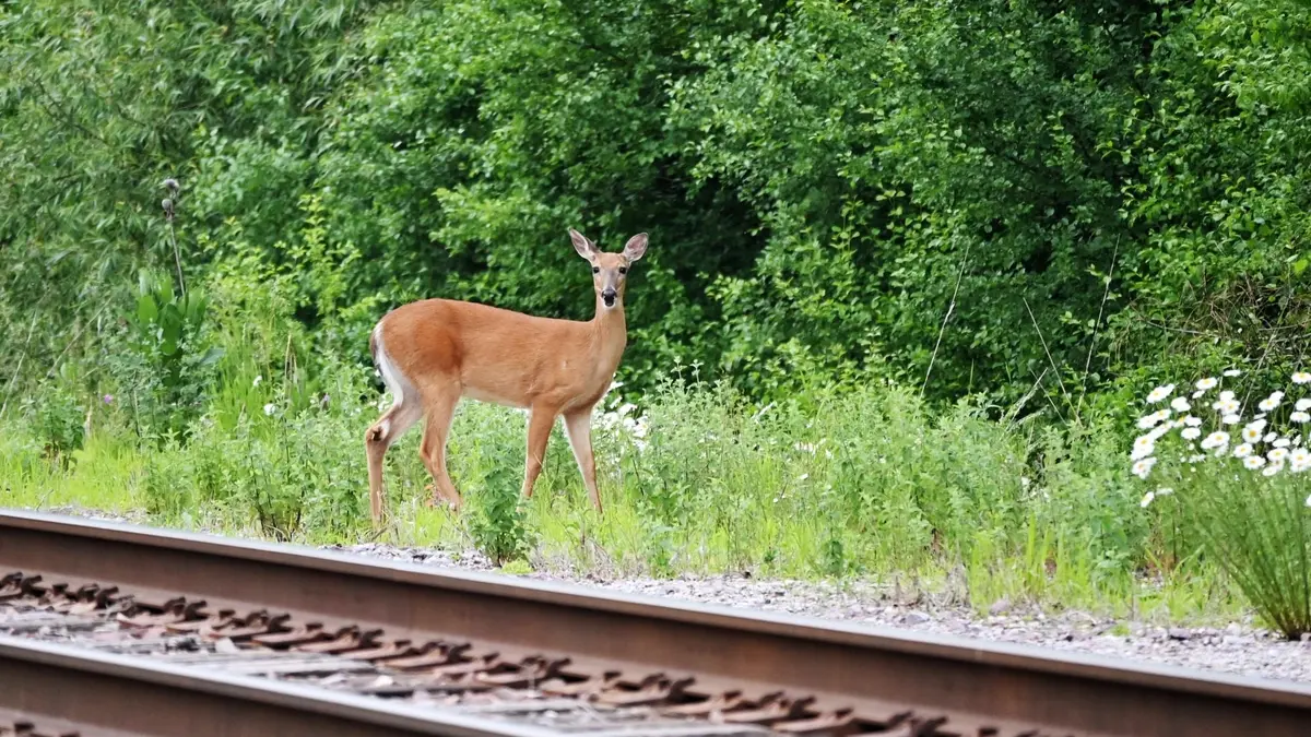 railway wildlife collisions in norway