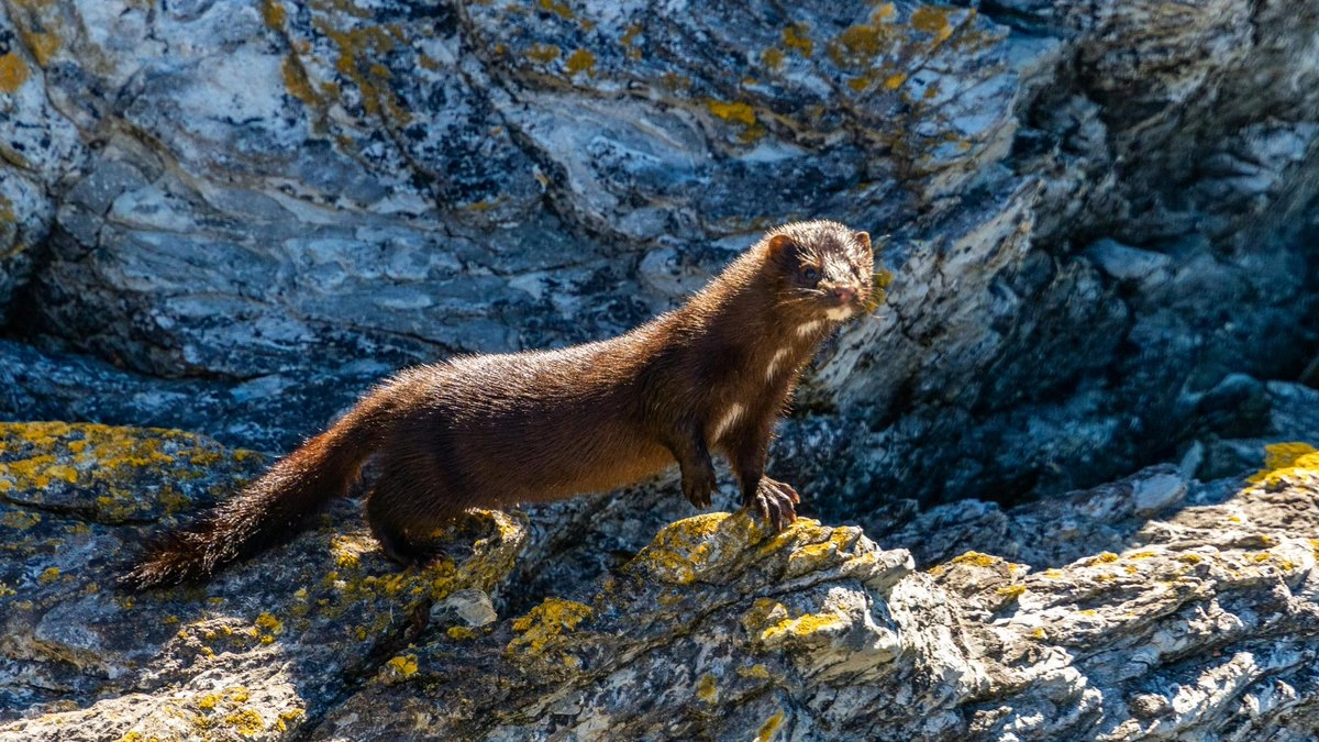 american mink