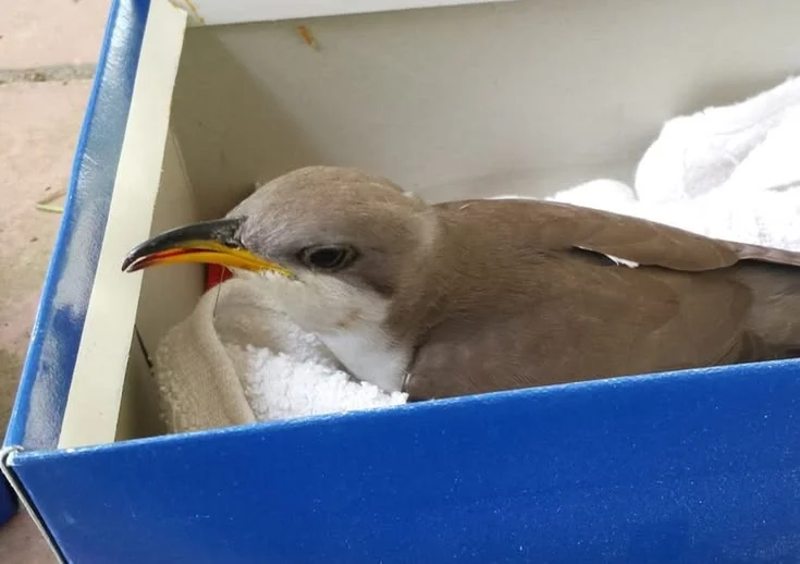How do you report sick wild birds in Norway?
