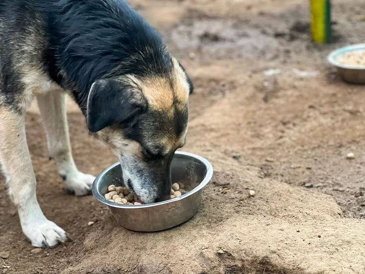 What does dog safety in carnivore areas look like in 2026?