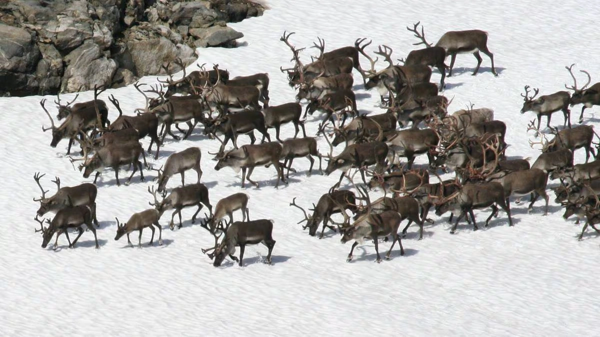 wild reindeer management areas