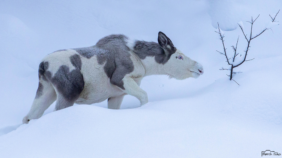 Norway’s Priority Species