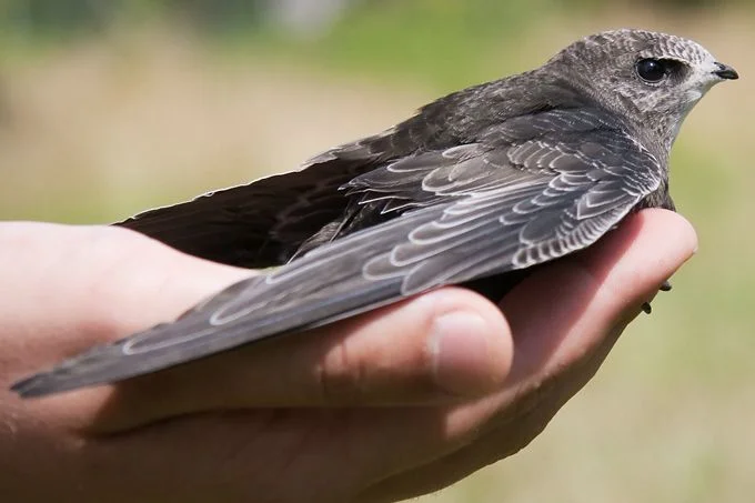 Why does reporting sick or dead wild birds matter?