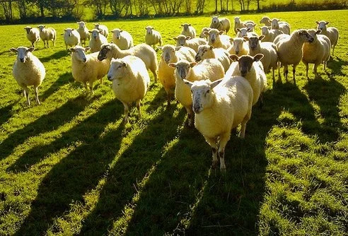 How can radiobjeller help with sheep losses?
