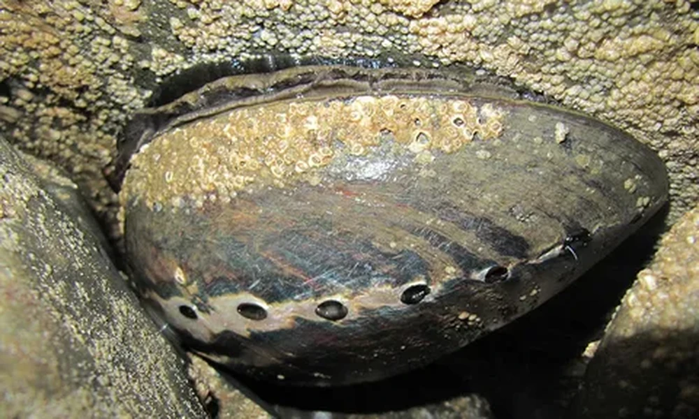 Abalone shell with a row of round holes along its edge and barnacles across the surface, wedged between wet rocks