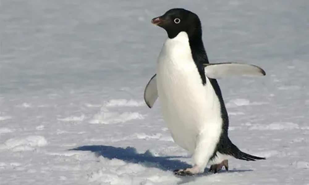 Adélie penguin with a black head and white belly walking on snow, one flipper stretched out to the side