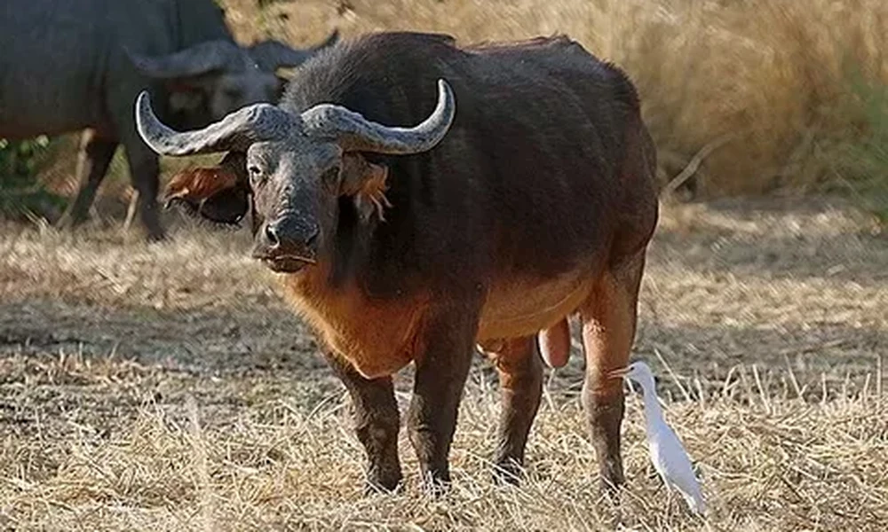 African buffalo with heavy curved horns facing the camera in dry grassland, a white egret beside its back leg