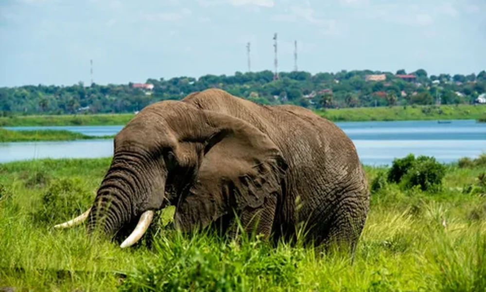 African bush elephant with pale tusks standing in lush green grass, a wide river and distant treeline behind it