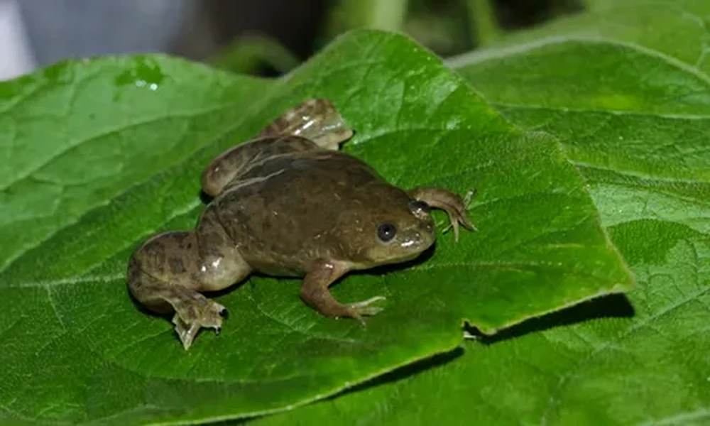 African clawed frog with mottled olive-brown skin and webbed hind feet sitting on a large green leaf