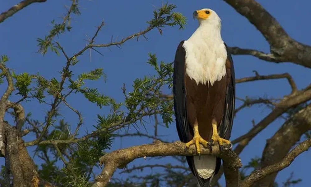 African fish eagle with a white head and chest, brown body and yellow beak perched on a tree branch under clear blue sky