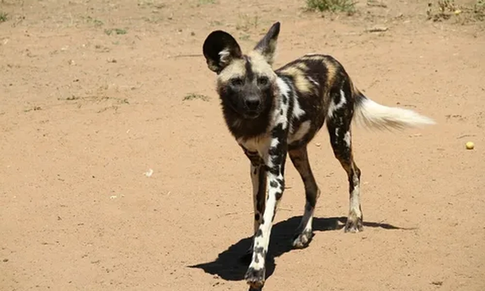 African wild dog with a mottled black, white and tan coat and a white-tipped tail walking on sandy soil