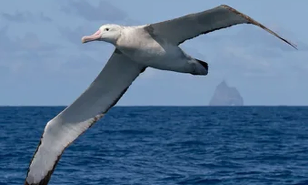 Albatross with a white head and long gray-tipped wings flying over deep blue ocean water under a hazy sky