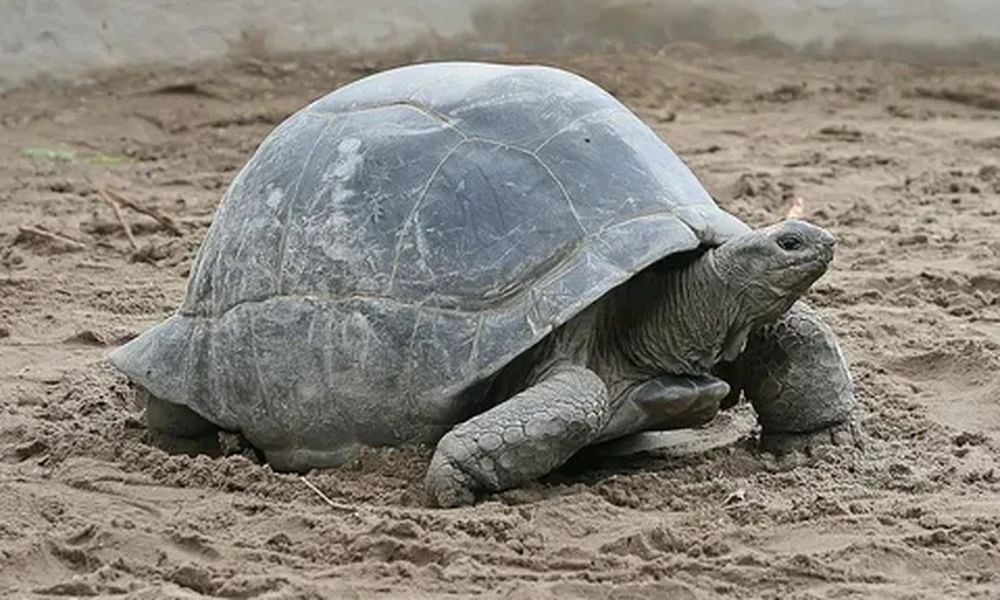 Aldabra giant tortoise with a large gray domed shell and thick scaly legs walking across loose sand