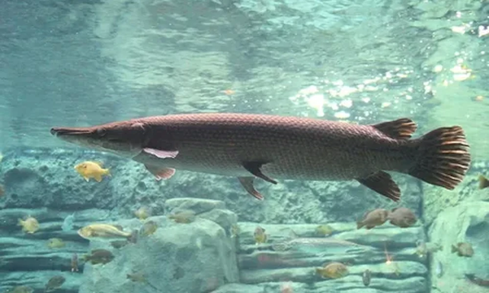 Alligator gar with a long brown body and broad tail swimming in clear water above rocks and small fish