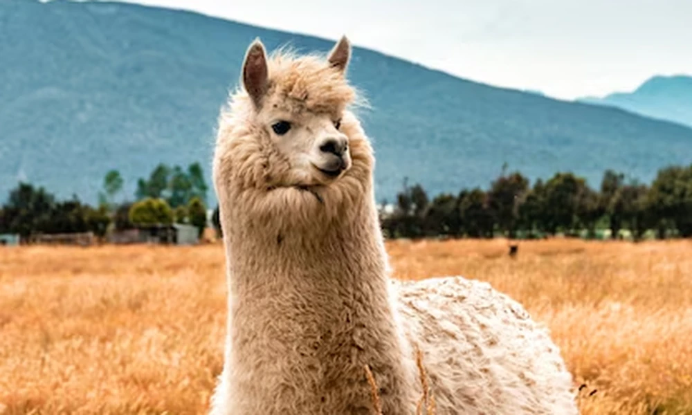 Cream-colored alpaca with a fluffy coat standing in tall dry grass, mountains behind it