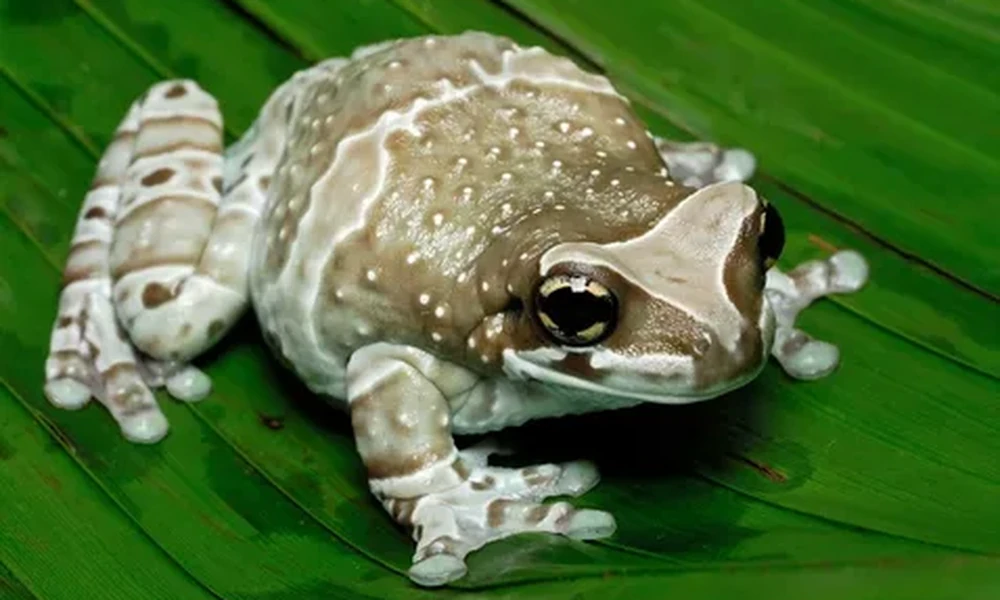 Amazon milk frog with pale blue-gray skin, brown bands on its legs and large gold eyes perched on a green leaf