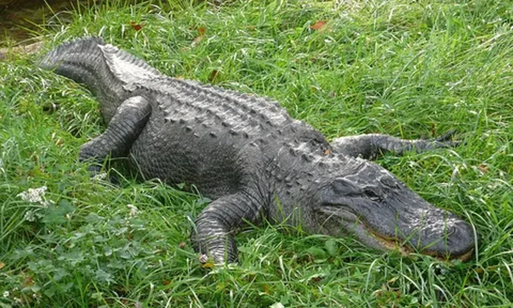 American alligator with dark scaly skin and a broad snout lying in thick green grass