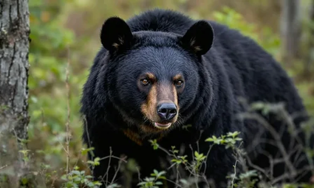 Black bear with a tan muzzle looking at the camera, surrounded by green brush and thin tree trunks