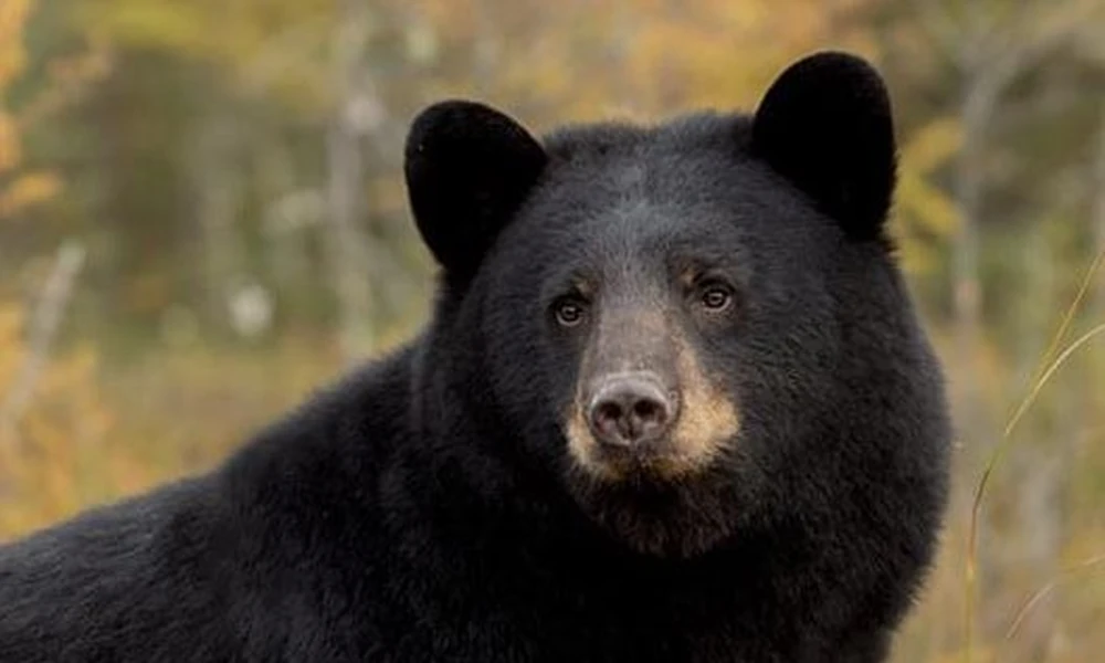 Close-up of an American black bear with a tan muzzle in front of autumn vegetation