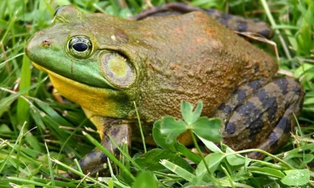 American bullfrog with olive-green skin, a yellow throat and a large round eardrum sitting in thick green grass