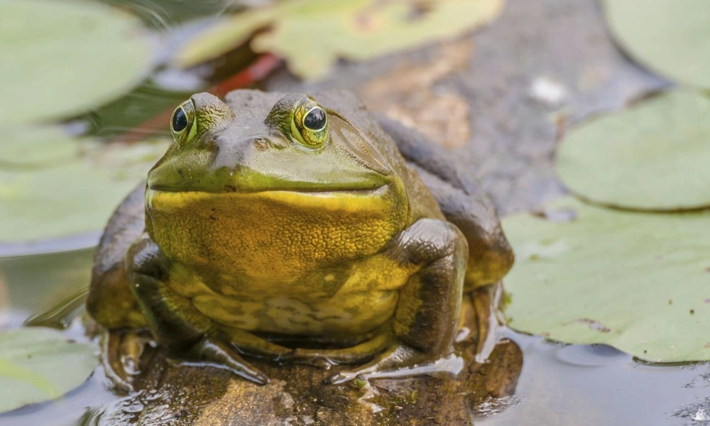 American bullfrog resting on a lily pad.