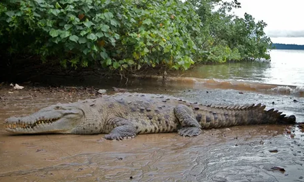 American crocodile with rough gray-brown scales and its mouth slightly open lying on wet mud, green trees and calm water behind it