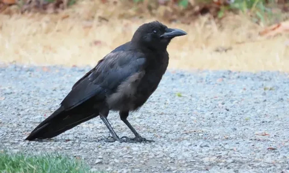 American crow with black feathers and a stout beak standing on gray gravel, dry grass in the background
