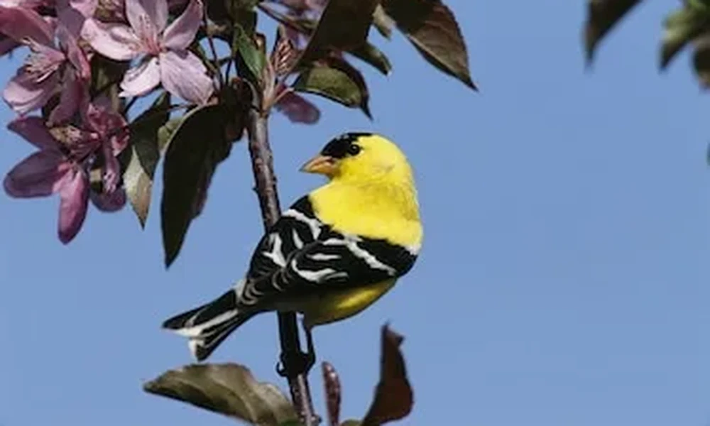 Male American goldfinch with a bright yellow body, black cap and black-and-white wings perched on a branch beside pink blossoms