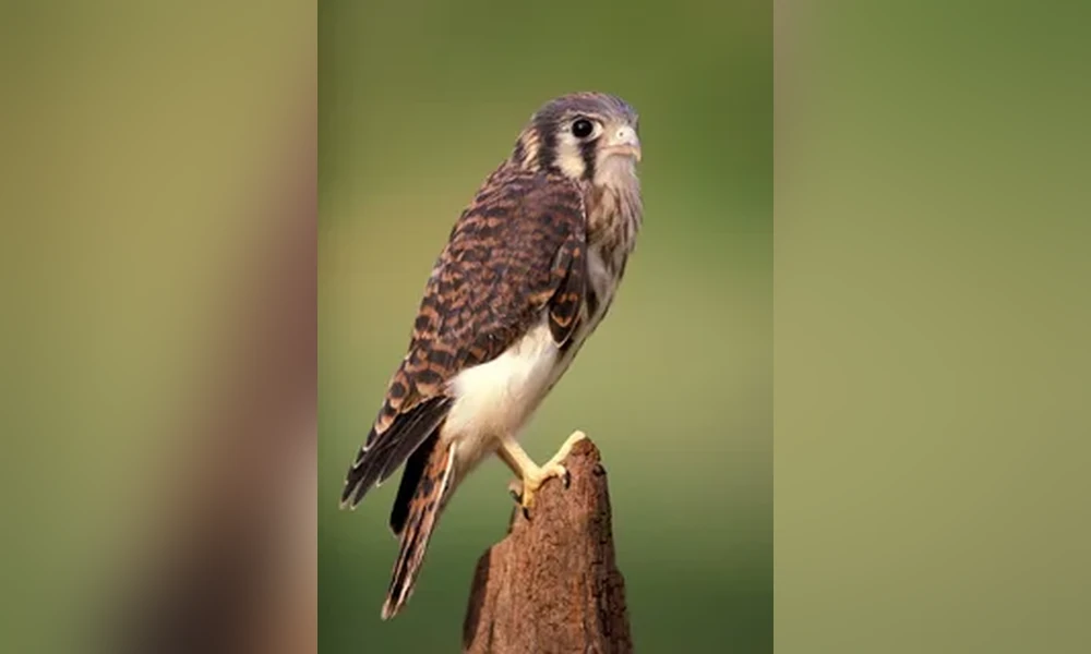 Young American kestrel with a streaked chest, brown spotted back and pale face looking to the side against a soft green background