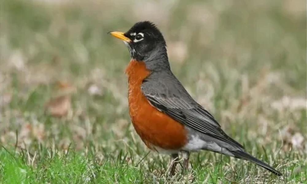 American robin with an orange breast, dark gray back and yellow beak standing on patchy green grass