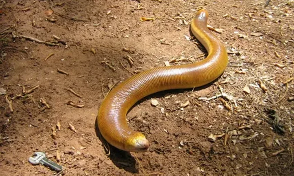 Amphisbaena with a smooth tan ringed body curving across reddish dirt and leaf litter, a small silver key lying nearby