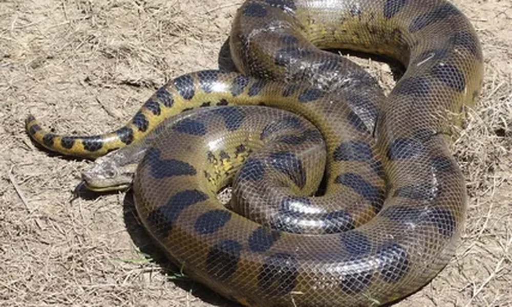 Large green anaconda with dark oval blotches coiled on dry dirt, its head resting low near the tail end of the coil