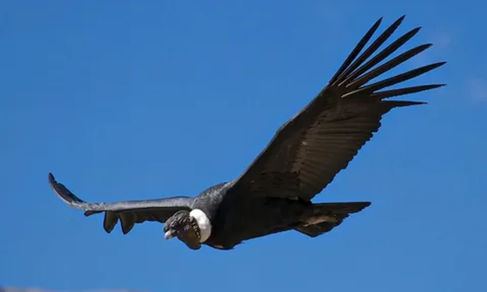 Andean condor with a white neck ruff and spread black wings, fingered feather tips, flying against a deep blue sky