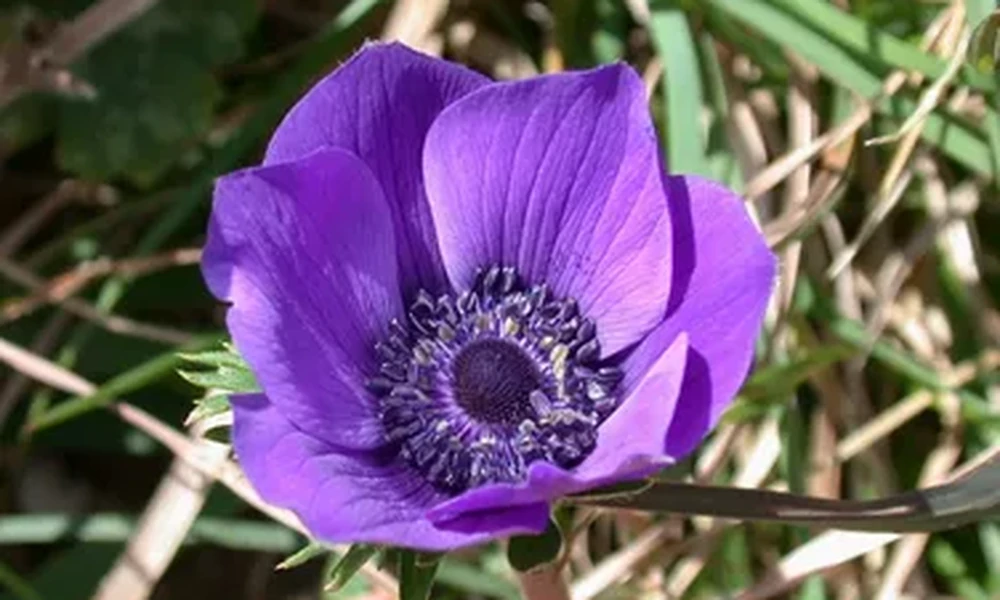 Purple anemone flower with six rounded petals and a dark blue-black center surrounded by dry grass stems