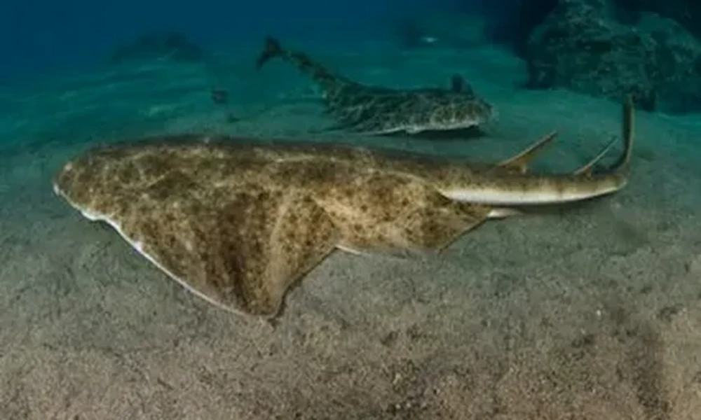 Two flat, mottled angel sharks swimming just above pale sand on the seafloor, one in the foreground and one behind